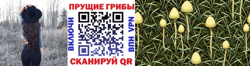 Галлюциногенные грибы Psilocybe  Новошахтинск 